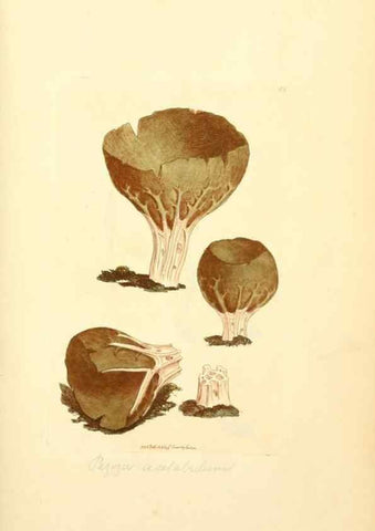Reproducción/Reproduction 8229358937: Coloured figures of English fungi or mushrooms.. London,Printed by J. Davis,1797-[1809]