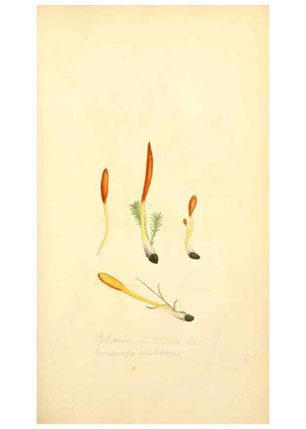 Reproducción/Reproduction 8230425162: Coloured figures of English fungi or mushrooms.. London,Printed by J. Davis,1797-[1809]