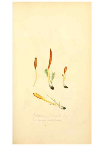 Reproducción/Reproduction 8230425162: Coloured figures of English fungi or mushrooms.. London,Printed by J. Davis,1797-[1809]