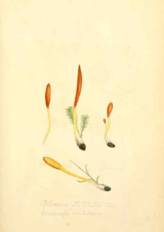 Reproducción/Reproduction 8230425162: Coloured figures of English fungi or mushrooms.. London,Printed by J. Davis,1797-[1809]