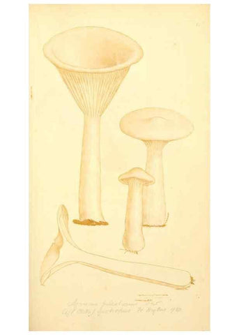 Reproducción/Reproduction 8230425596: Coloured figures of English fungi or mushrooms.. London,Printed by J. Davis,1797-[1809]