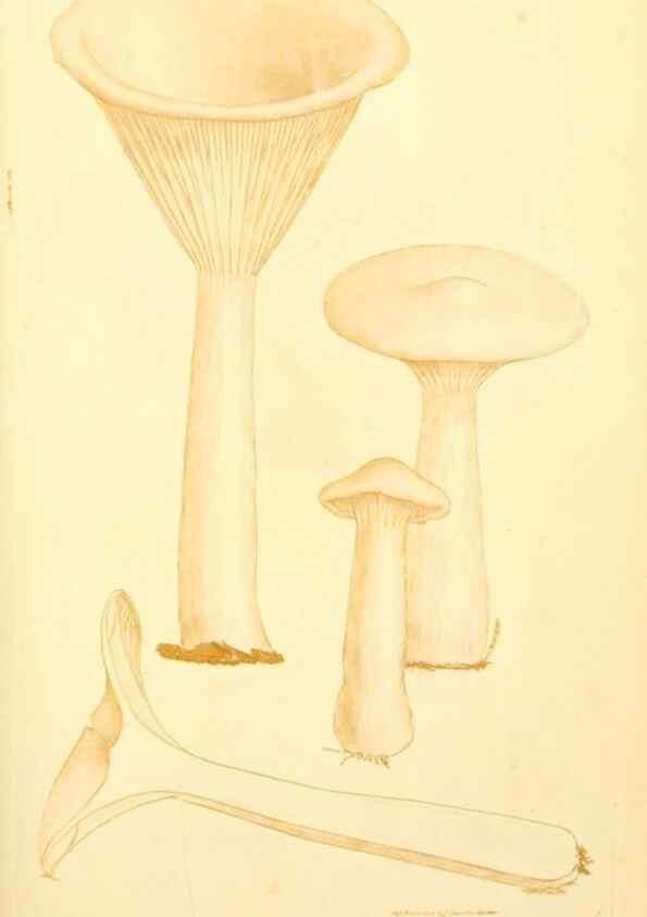 Reproducción/Reproduction 8230425596: Coloured figures of English fungi or mushrooms.. London,Printed by J. Davis,1797-[1809]