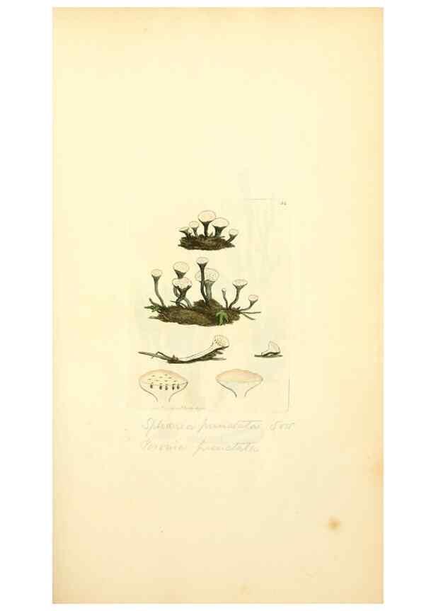 Reproducción/Reproduction 8229356535: Coloured figures of English fungi or mushrooms.. London,Printed by J. Davis,1797-[1809]