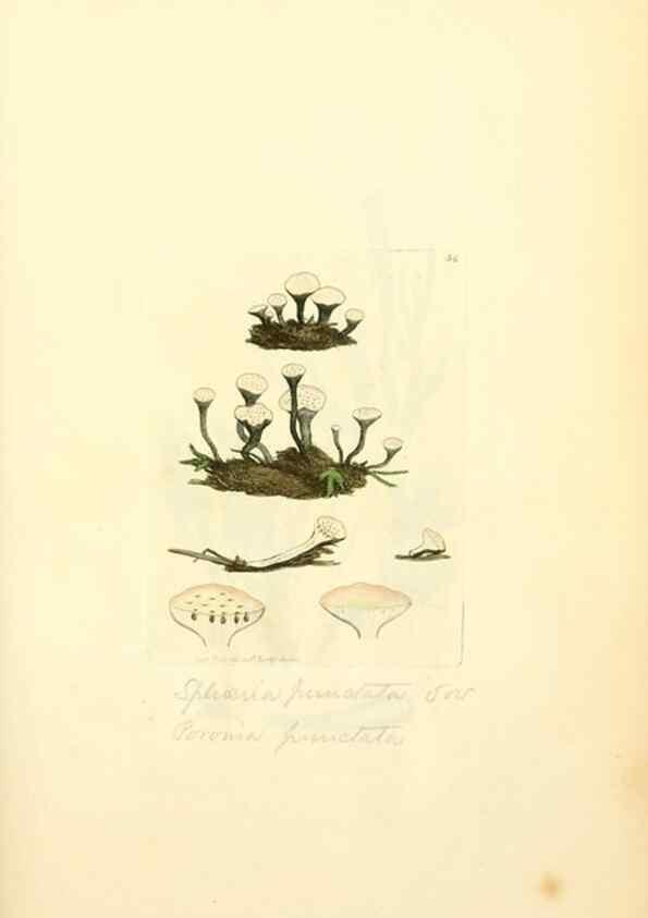Reproducción/Reproduction 8229356535: Coloured figures of English fungi or mushrooms.. London,Printed by J. Davis,1797-[1809]