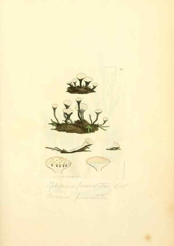 Reproducción/Reproduction 8229356535: Coloured figures of English fungi or mushrooms.. London,Printed by J. Davis,1797-[1809]