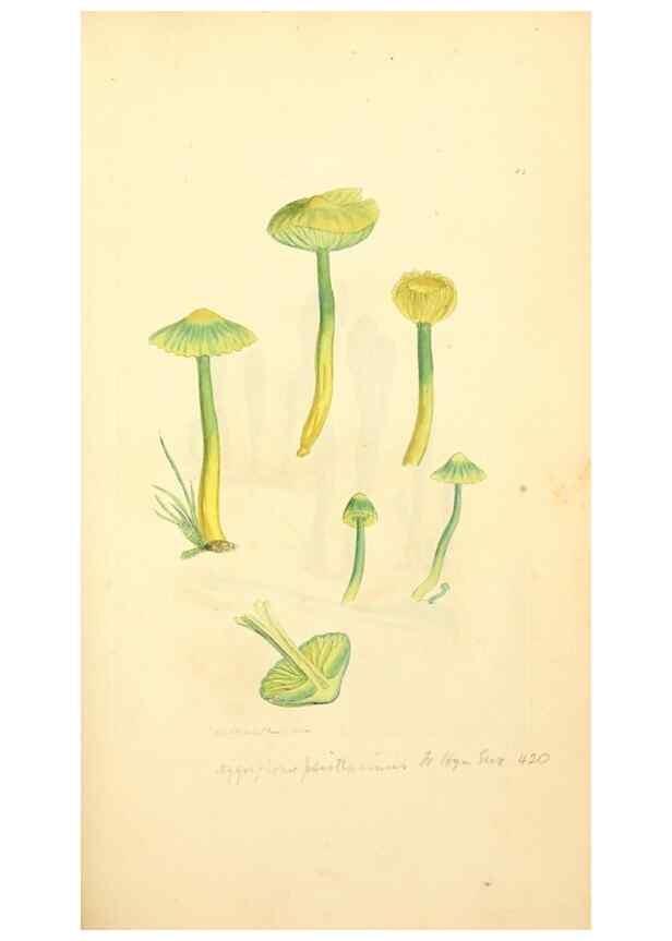 Reproducción/Reproduction 8230435558: Coloured figures of English fungi or mushrooms.. London,Printed by J. Davis,1797-[1809]