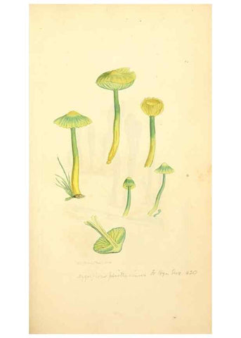Reproducción/Reproduction 8230435558: Coloured figures of English fungi or mushrooms.. London,Printed by J. Davis,1797-[1809]