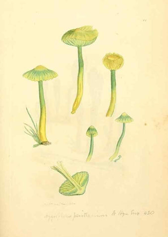 Reproducción/Reproduction 8230435558: Coloured figures of English fungi or mushrooms.. London,Printed by J. Davis,1797-[1809]