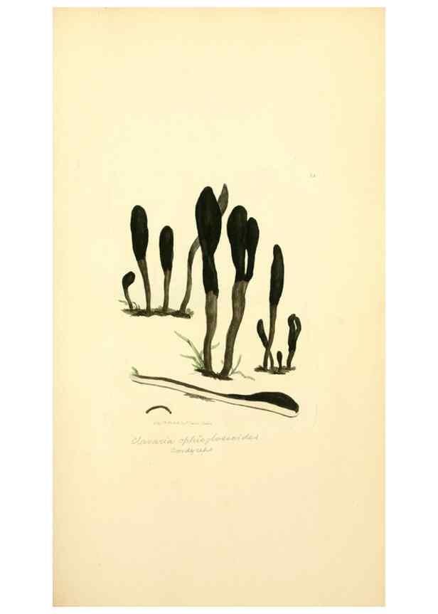 Reproducción/Reproduction 8230436024: Coloured figures of English fungi or mushrooms.. London,Printed by J. Davis,1797-[1809]