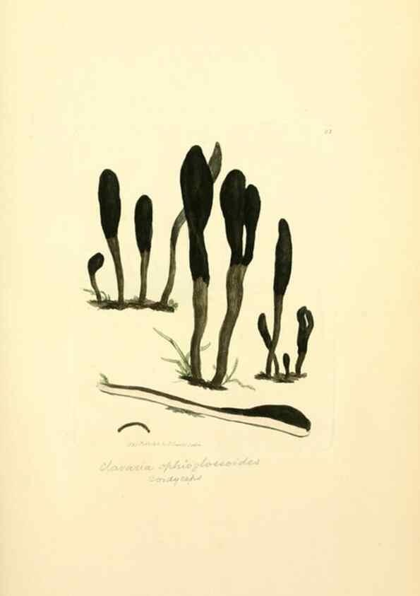 Reproducción/Reproduction 8230436024: Coloured figures of English fungi or mushrooms.. London,Printed by J. Davis,1797-[1809]
