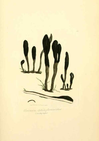 Reproducción/Reproduction 8230436024: Coloured figures of English fungi or mushrooms.. London,Printed by J. Davis,1797-[1809]