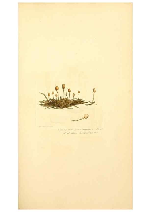 Reproducción/Reproduction 8229371521: Coloured figures of English fungi or mushrooms.. London,Printed by J. Davis,1797-[1809]