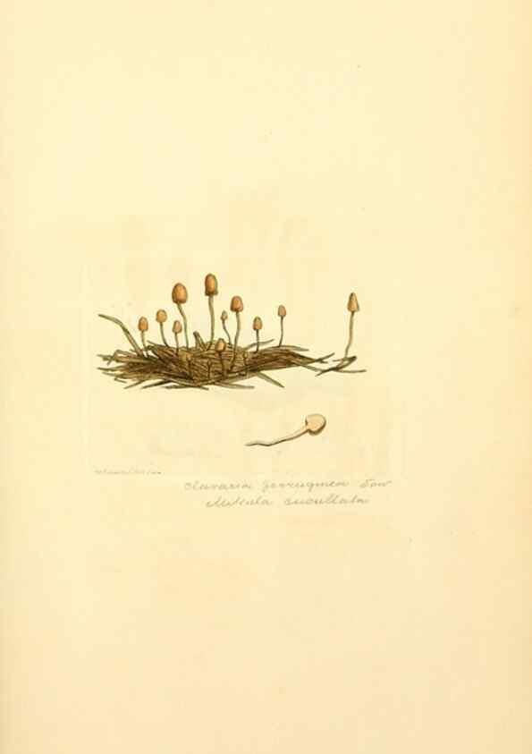 Reproducción/Reproduction 8229371521: Coloured figures of English fungi or mushrooms.. London,Printed by J. Davis,1797-[1809]