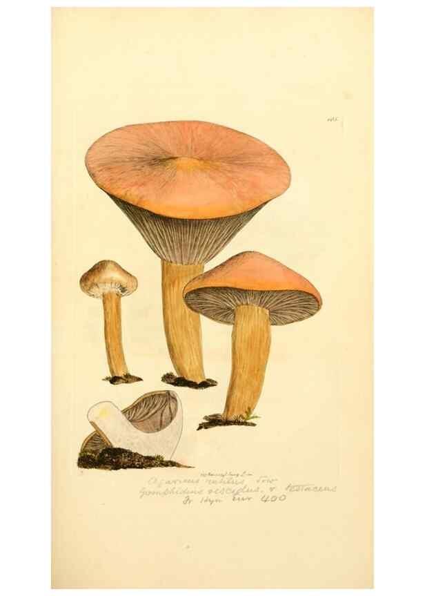 Reproducción/Reproduction 8229381005: Coloured figures of English fungi or mushrooms.. London,Printed by J. Davis,1797-[1809]