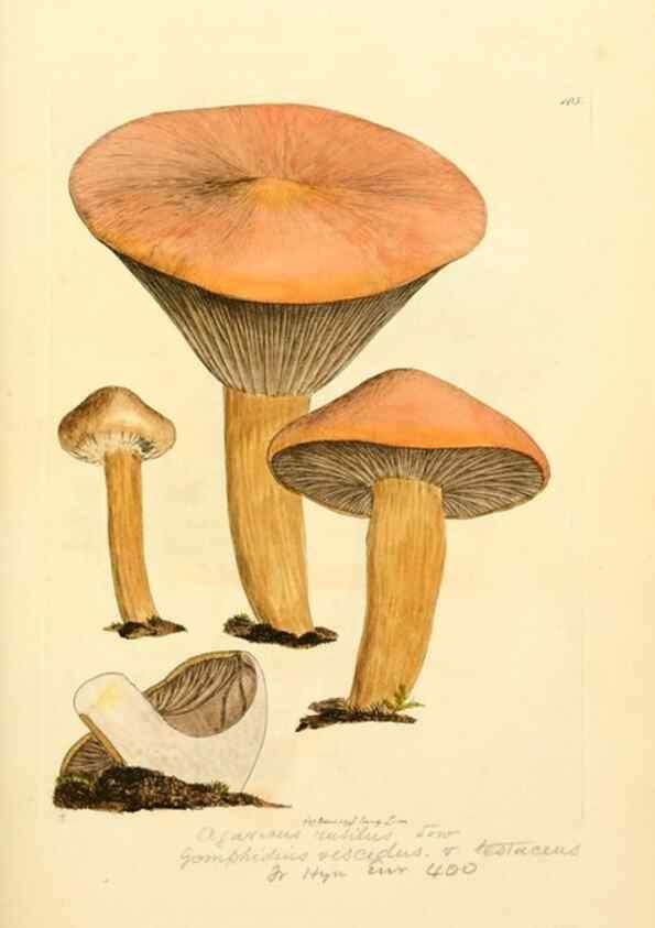 Reproducción/Reproduction 8229381005: Coloured figures of English fungi or mushrooms.. London,Printed by J. Davis,1797-[1809]