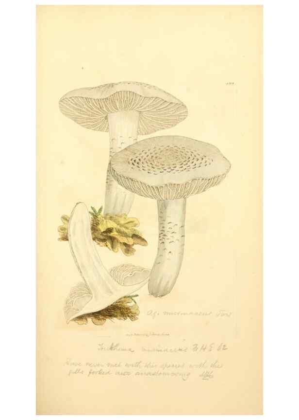 Reproducción/Reproduction 8229381681: Coloured figures of English fungi or mushrooms.. London,Printed by J. Davis,1797-[1809]