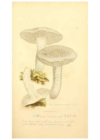 Reproducción/Reproduction 8229381681: Coloured figures of English fungi or mushrooms.. London,Printed by J. Davis,1797-[1809]