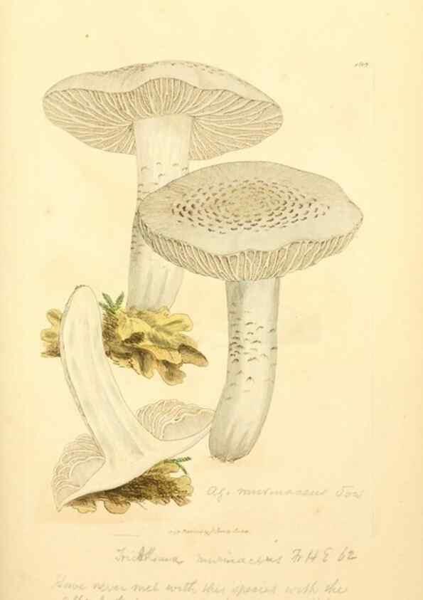 Reproducción/Reproduction 8229381681: Coloured figures of English fungi or mushrooms.. London,Printed by J. Davis,1797-[1809]