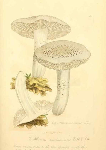 Reproducción/Reproduction 8229381681: Coloured figures of English fungi or mushrooms.. London,Printed by J. Davis,1797-[1809]