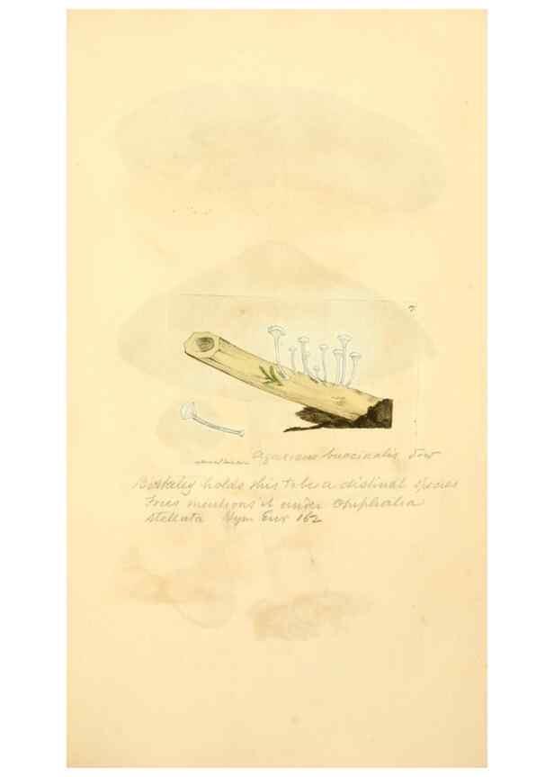 Reproducción/Reproduction 8230447222: Coloured figures of English fungi or mushrooms.. London,Printed by J. Davis,1797-[1809]