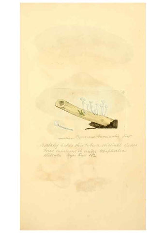 Reproducción/Reproduction 8230447222: Coloured figures of English fungi or mushrooms.. London,Printed by J. Davis,1797-[1809]