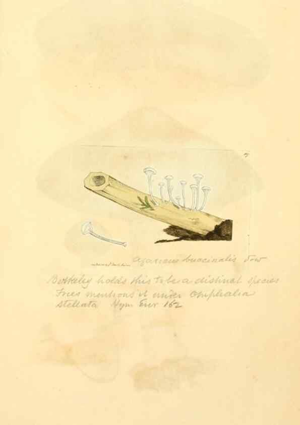 Reproducción/Reproduction 8230447222: Coloured figures of English fungi or mushrooms.. London,Printed by J. Davis,1797-[1809]