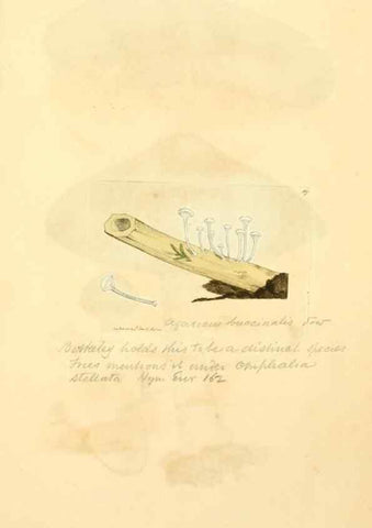 Reproducción/Reproduction 8230447222: Coloured figures of English fungi or mushrooms.. London,Printed by J. Davis,1797-[1809]