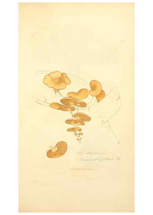 Reproducción/Reproduction 8229383079: Coloured figures of English fungi or mushrooms.. London,Printed by J. Davis,1797-[1809]