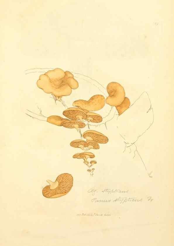 Reproducción/Reproduction 8229383079: Coloured figures of English fungi or mushrooms.. London,Printed by J. Davis,1797-[1809]