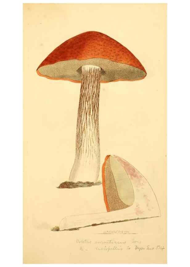 Reproducción/Reproduction 8229383579: Coloured figures of English fungi or mushrooms.. London,Printed by J. Davis,1797-[1809]