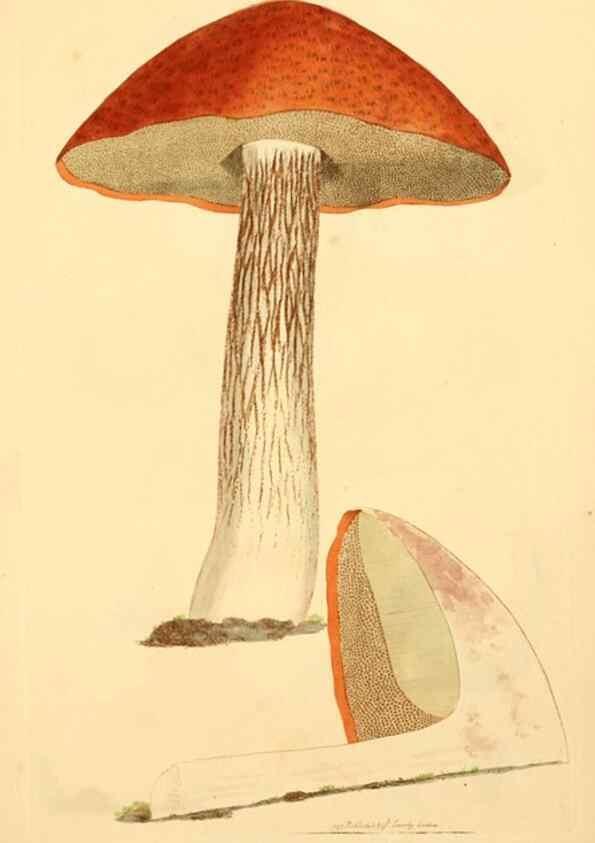 Reproducción/Reproduction 8229383579: Coloured figures of English fungi or mushrooms.. London,Printed by J. Davis,1797-[1809]