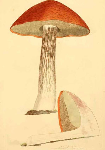 Reproducción/Reproduction 8229383579: Coloured figures of English fungi or mushrooms.. London,Printed by J. Davis,1797-[1809]