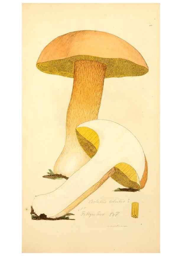 Reproducción/Reproduction 8230449594: Coloured figures of English fungi or mushrooms.. London,Printed by J. Davis,1797-[1809]