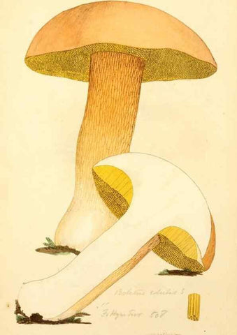 Reproducción/Reproduction 8230449594: Coloured figures of English fungi or mushrooms.. London,Printed by J. Davis,1797-[1809]