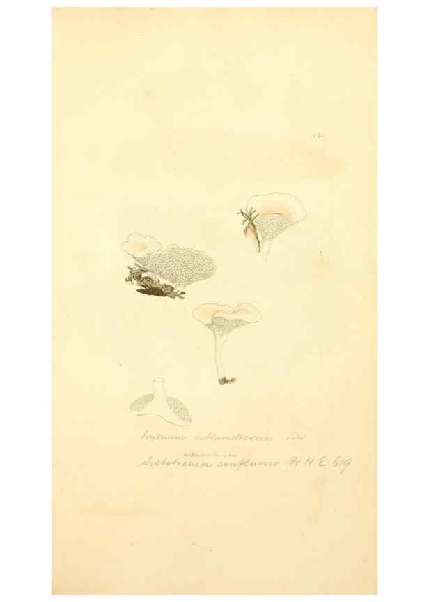 Reproducción/Reproduction 8229384625: Coloured figures of English fungi or mushrooms.. London,Printed by J. Davis,1797-[1809]