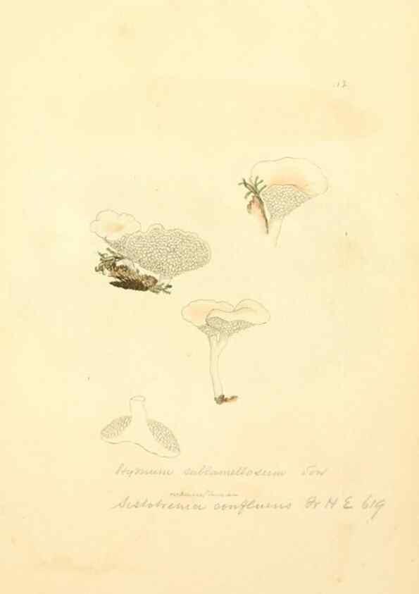 Reproducción/Reproduction 8229384625: Coloured figures of English fungi or mushrooms.. London,Printed by J. Davis,1797-[1809]