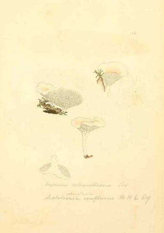 Reproducción/Reproduction 8229384625: Coloured figures of English fungi or mushrooms.. London,Printed by J. Davis,1797-[1809]