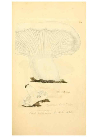 Reproducción/Reproduction 8229380541: Coloured figures of English fungi or mushrooms.. London,Printed by J. Davis,1797-[1809]
