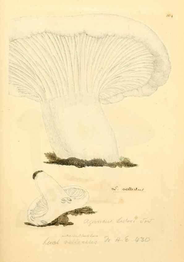 Reproducción/Reproduction 8229380541: Coloured figures of English fungi or mushrooms.. London,Printed by J. Davis,1797-[1809]