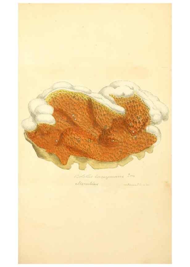 Reproducción/Reproduction 8229385165: Coloured figures of English fungi or mushrooms.. London,Printed by J. Davis,1797-[1809]