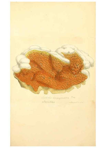 Reproducción/Reproduction 8229385165: Coloured figures of English fungi or mushrooms.. London,Printed by J. Davis,1797-[1809]
