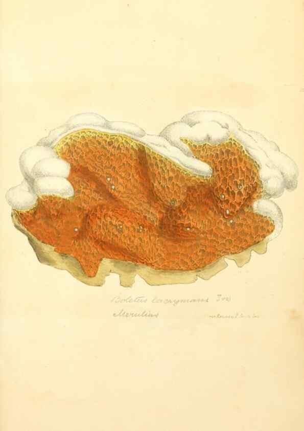 Reproducción/Reproduction 8229385165: Coloured figures of English fungi or mushrooms.. London,Printed by J. Davis,1797-[1809]