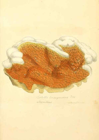Reproducción/Reproduction 8229385165: Coloured figures of English fungi or mushrooms.. London,Printed by J. Davis,1797-[1809]