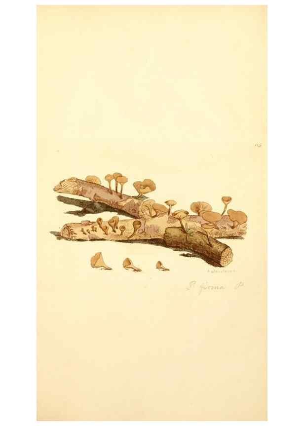 Reproducción/Reproduction 8230451712: Coloured figures of English fungi or mushrooms.. London,Printed by J. Davis,1797-[1809]