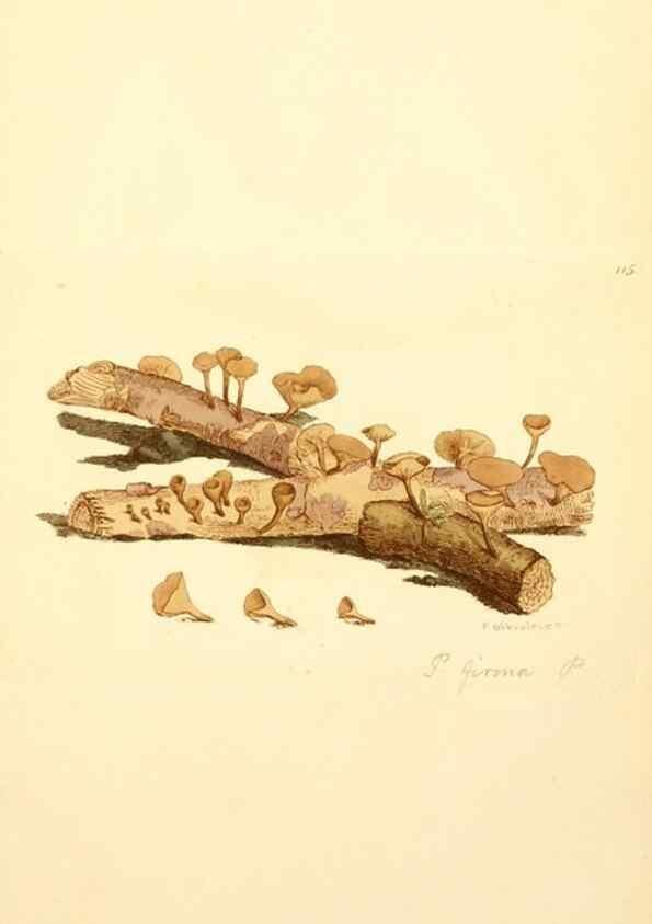 Reproducción/Reproduction 8230451712: Coloured figures of English fungi or mushrooms.. London,Printed by J. Davis,1797-[1809]