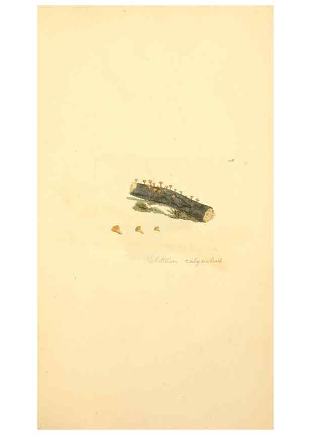 Reproducción/Reproduction 8229386849: Coloured figures of English fungi or mushrooms.. London,Printed by J. Davis,1797-[1809]
