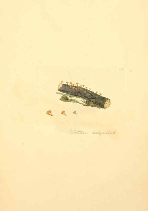 Reproducción/Reproduction 8229386849: Coloured figures of English fungi or mushrooms.. London,Printed by J. Davis,1797-[1809]