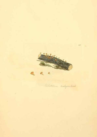 Reproducción/Reproduction 8229386849: Coloured figures of English fungi or mushrooms.. London,Printed by J. Davis,1797-[1809]