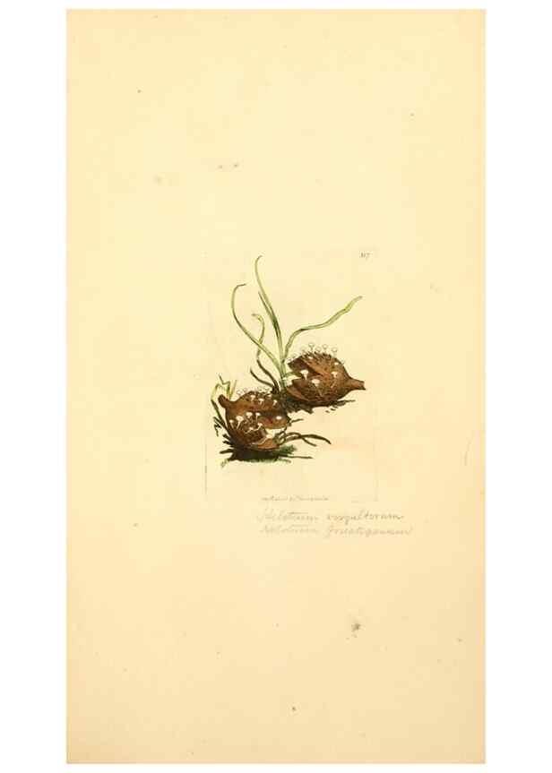 Reproducción/Reproduction 8230452610: Coloured figures of English fungi or mushrooms.. London,Printed by J. Davis,1797-[1809]