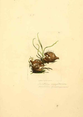 Reproducción/Reproduction 8230452610: Coloured figures of English fungi or mushrooms.. London,Printed by J. Davis,1797-[1809]
